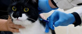 Вакцинация котов: почему это важно и какие прививки необходимы