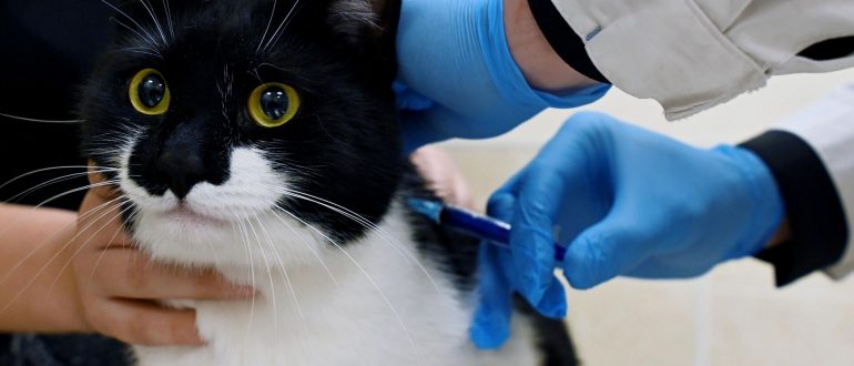 Вакцинация котов: почему это важно и какие прививки необходимы